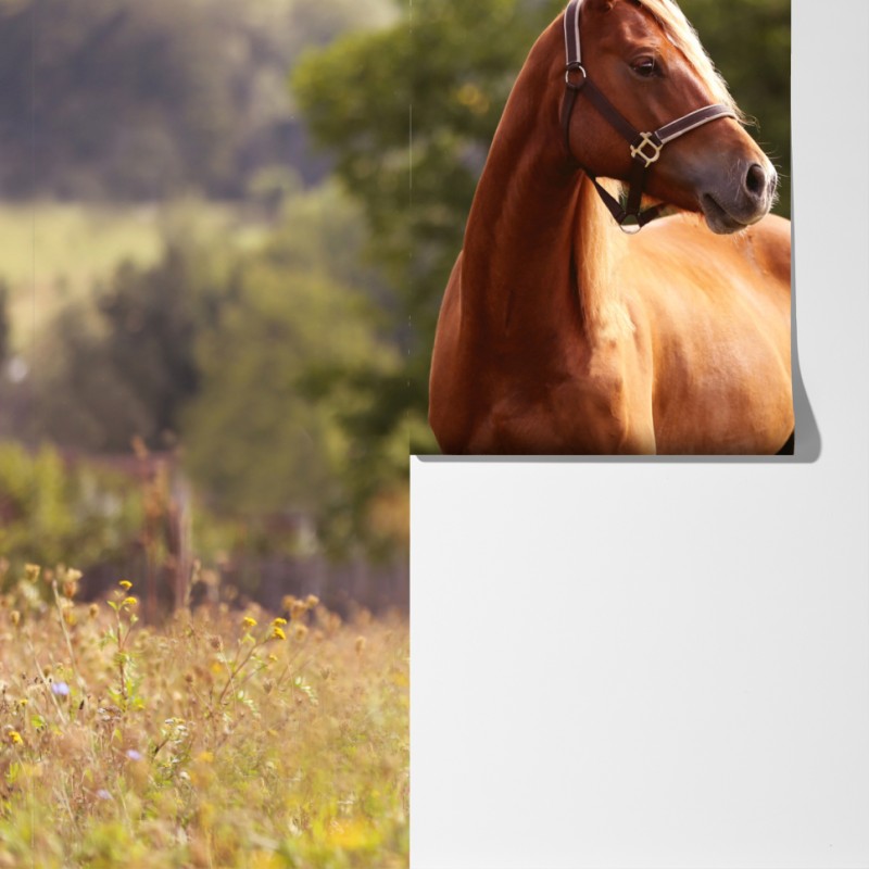 Fototapeta majestatyczny kasztanowy koń na letniej łące – Wallissimo® Fototapeta majestatyczny kasztanowy koń na letniej łące – Wallissimo®