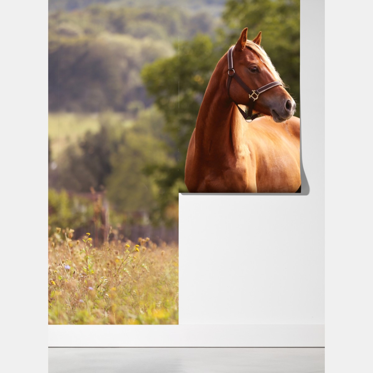 Fototapeta majestatyczny kasztanowy koń na letniej łące – Wallissimo® Fototapeta majestatyczny kasztanowy koń na letniej łące – Wallissimo®