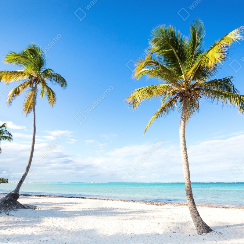 Fototapeta tropikalna plaża z palmami – Wallissimo® Fototapeta tropikalna plaża z palmami – Wallissimo®