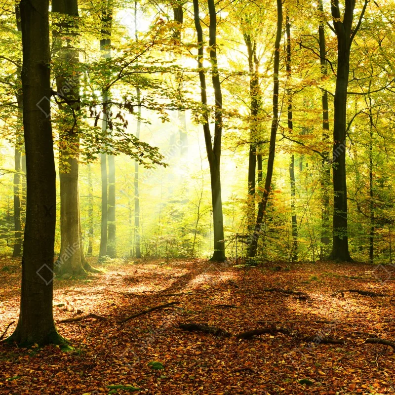 Fototapeta złoty jesienny las o poranku – Wallissimo® Fototapeta złoty jesienny las o poranku – Wallissimo®