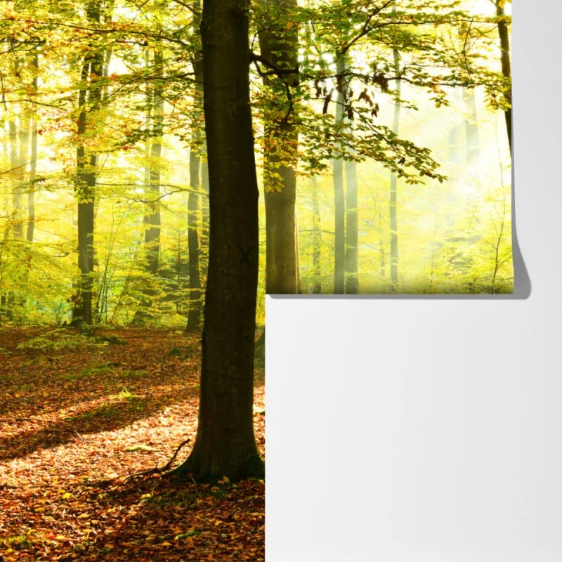 Fototapeta złoty jesienny las o poranku – Wallissimo® Fototapeta złoty jesienny las o poranku – Wallissimo®