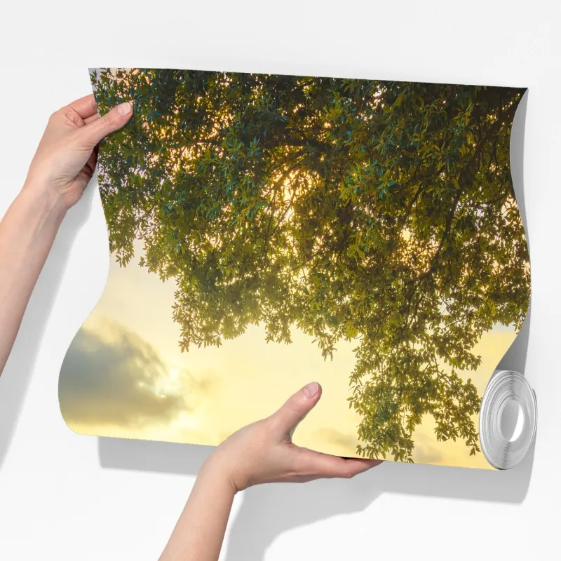 Fototapeta gaj oliwny przy zachodzie słońca w Maremma, Toskania – Wallissimo® Fototapeta gaj oliwny przy zachodzie słońca w Maremma, Toskania – Wallissimo®