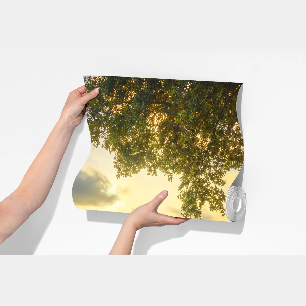 Fototapeta gaj oliwny przy zachodzie słońca w Maremma, Toskania – Wallissimo® Fototapeta gaj oliwny przy zachodzie słońca w Maremma, Toskania – Wallissimo®