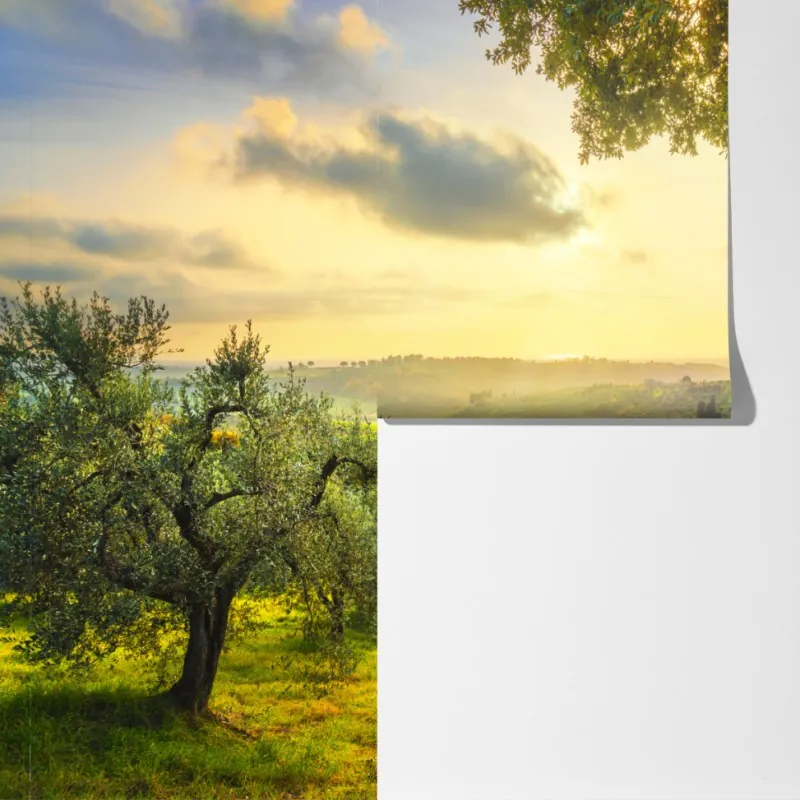 Fototapeta gaj oliwny przy zachodzie słońca w Maremma, Toskania – Wallissimo® Fototapeta gaj oliwny przy zachodzie słońca w Maremma, Toskania – Wallissimo®