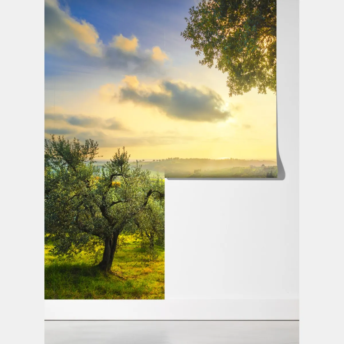 Fototapeta gaj oliwny przy zachodzie słońca w Maremma, Toskania – Wallissimo® Fototapeta gaj oliwny przy zachodzie słońca w Maremma, Toskania – Wallissimo®