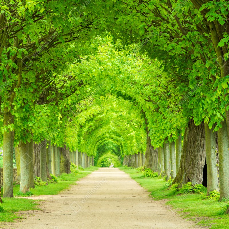 Fototapeta zielony tunel drzew – Wallissimo® Fototapeta zielony tunel drzew – Wallissimo®