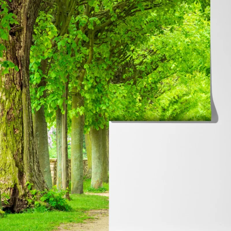 Fototapeta zielony tunel drzew – Wallissimo® Fototapeta zielony tunel drzew – Wallissimo®