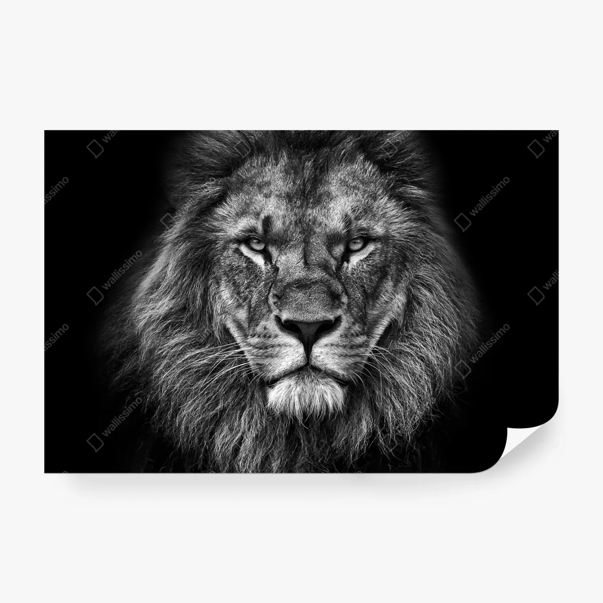 Fototapeta majestatyczny portret lwa w monochromie – Wallissimo® Fototapeta majestatyczny portret lwa w monochromie – Wallissimo®