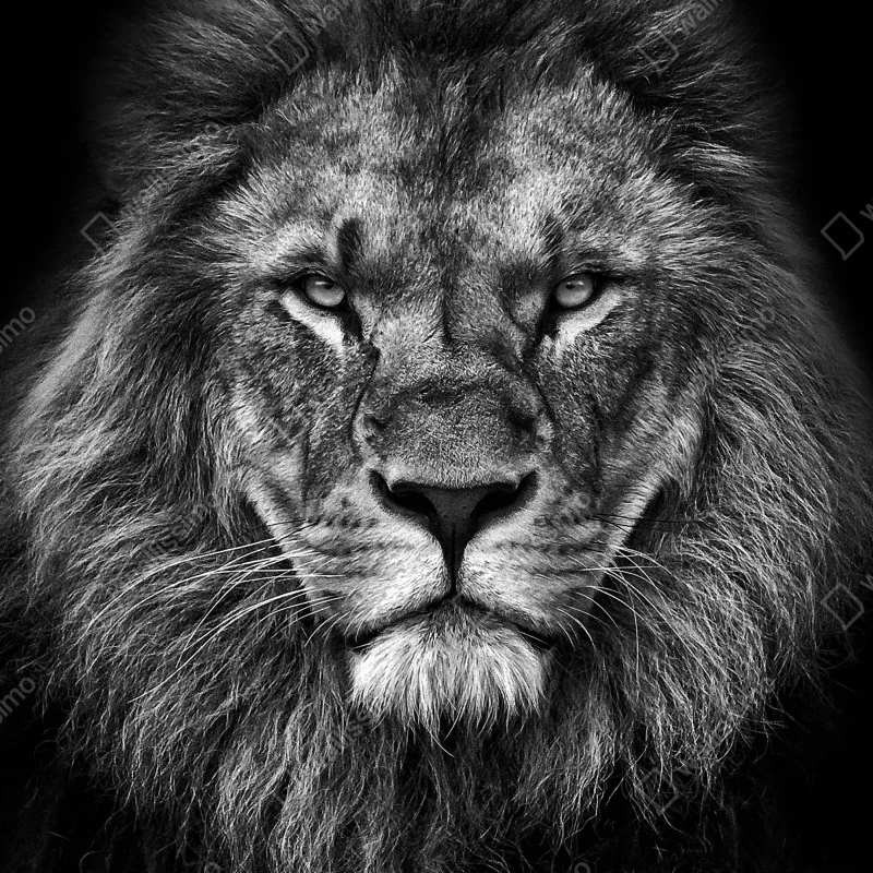 Fototapeta majestatyczny portret lwa w monochromie – Wallissimo® Fototapeta majestatyczny portret lwa w monochromie – Wallissimo®