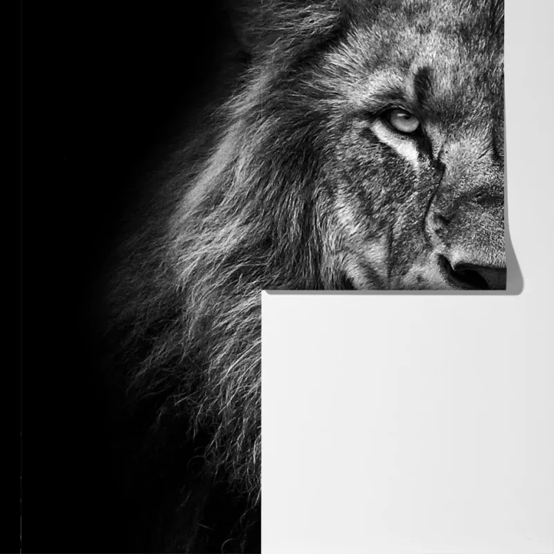 Fototapeta majestatyczny portret lwa w monochromie – Wallissimo® Fototapeta majestatyczny portret lwa w monochromie – Wallissimo®