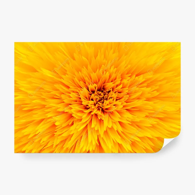 Fototapeta świeża pizza z bazylią i pomidorkami koktajlowymi – Wallissimo®