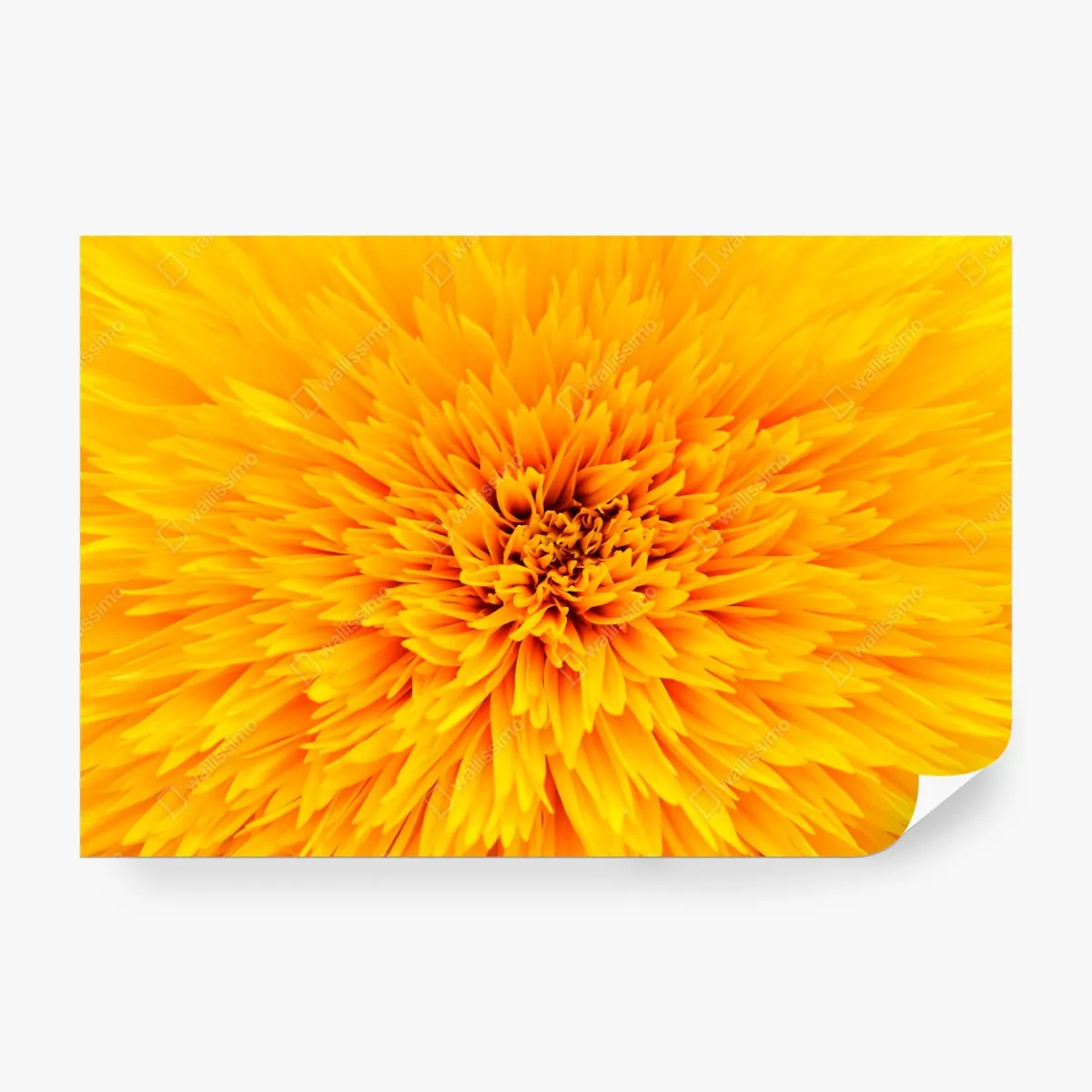 Fototapeta promienny słonecznik z bliska – Wallissimo® Fototapeta promienny słonecznik z bliska – Wallissimo®