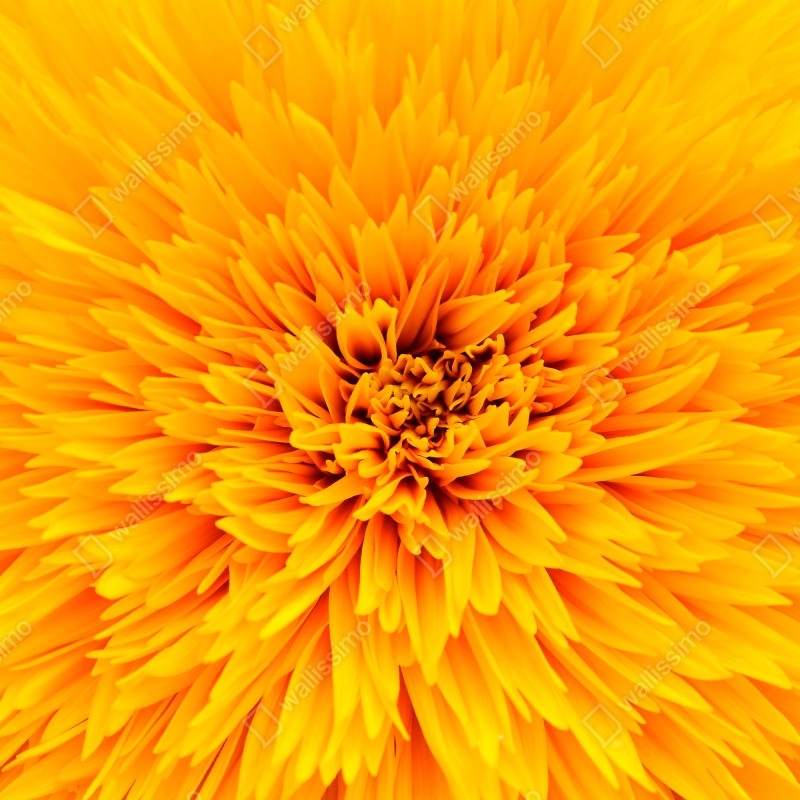 Fototapeta promienny słonecznik z bliska – Wallissimo® Fototapeta promienny słonecznik z bliska – Wallissimo®