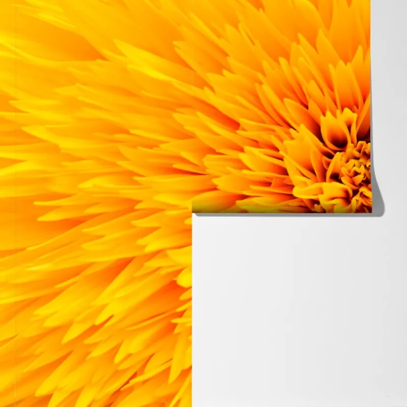 Fototapeta promienny słonecznik z bliska – Wallissimo® Fototapeta promienny słonecznik z bliska – Wallissimo®