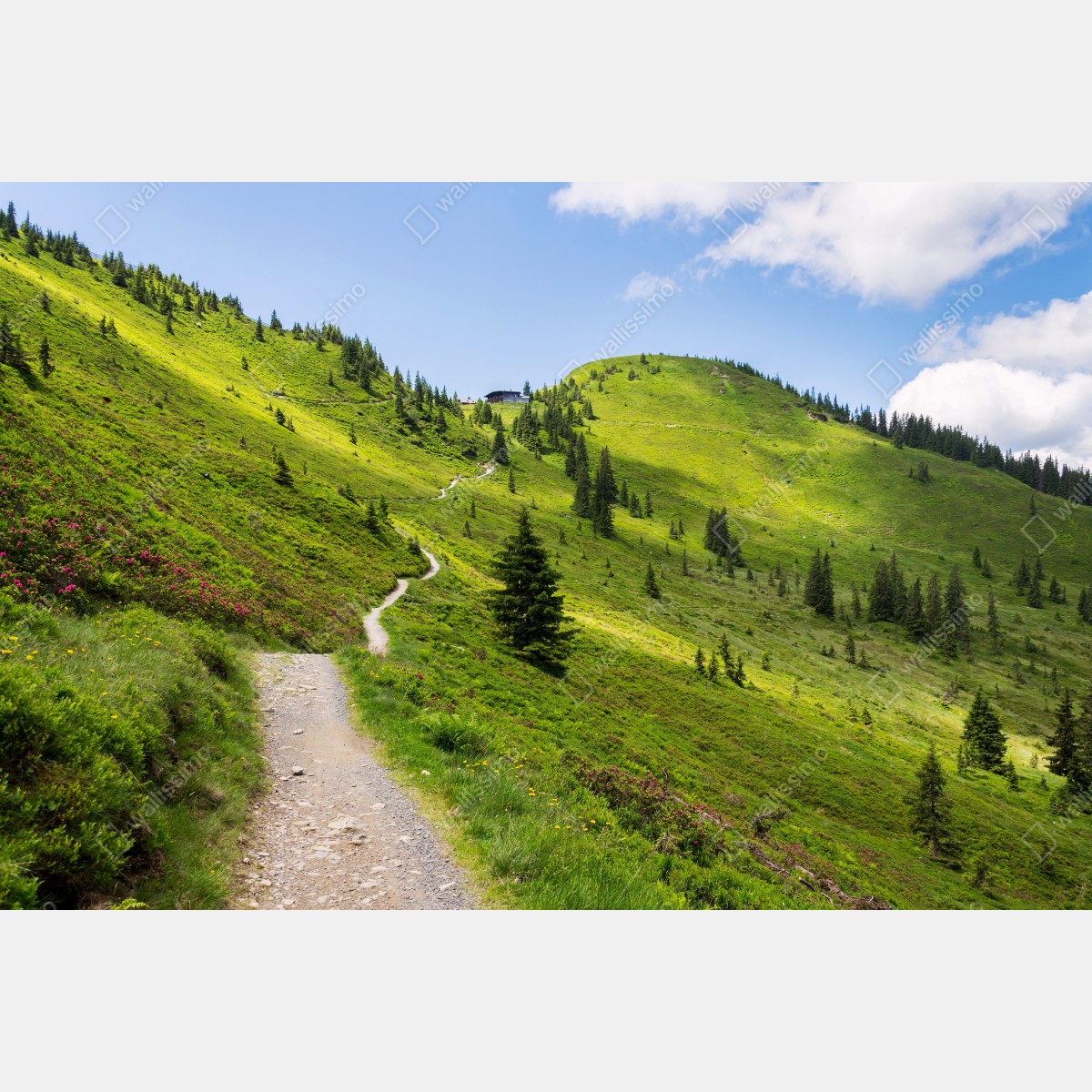 Fototapeta słoneczna górska ścieżka przez zieloną łąkę – Wallissimo® Fototapeta słoneczna górska ścieżka przez zieloną łąkę – Wallissimo®