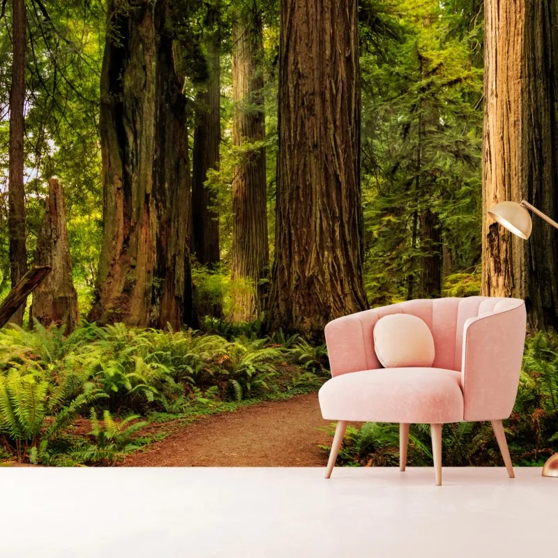 Fototapeta Kalifornia sekwoje leśna ścieżka