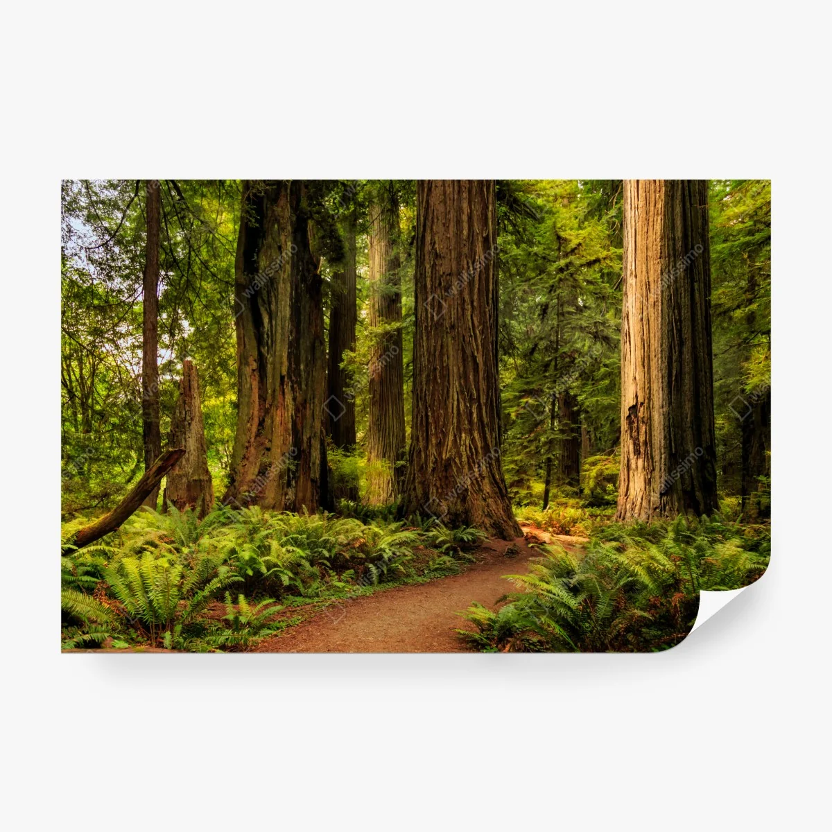 Fototapeta Kalifornia sekwoje leśna ścieżka – Wallissimo® Fototapeta Kalifornia sekwoje leśna ścieżka – Wallissimo®