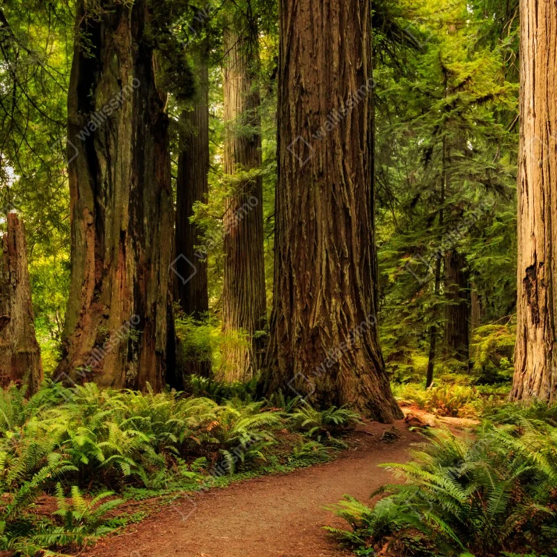 Fototapeta Kalifornia sekwoje leśna ścieżka – Wallissimo® Fototapeta Kalifornia sekwoje leśna ścieżka – Wallissimo®