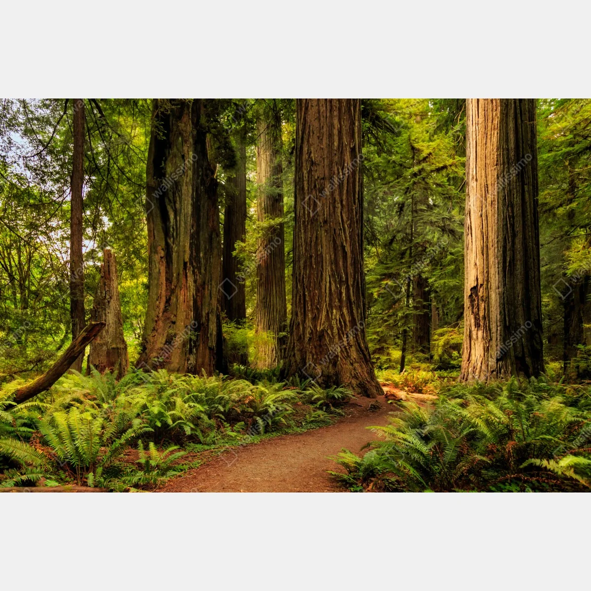 Fototapeta Kalifornia sekwoje leśna ścieżka – Wallissimo® Fototapeta Kalifornia sekwoje leśna ścieżka – Wallissimo®