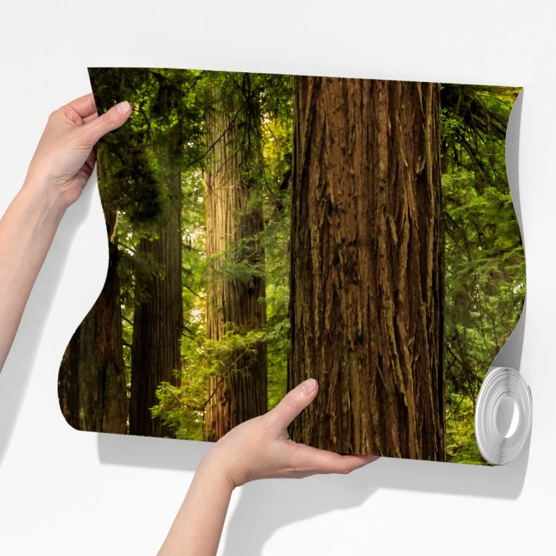 Fototapeta Kalifornia sekwoje leśna ścieżka – Wallissimo® Fototapeta Kalifornia sekwoje leśna ścieżka – Wallissimo®