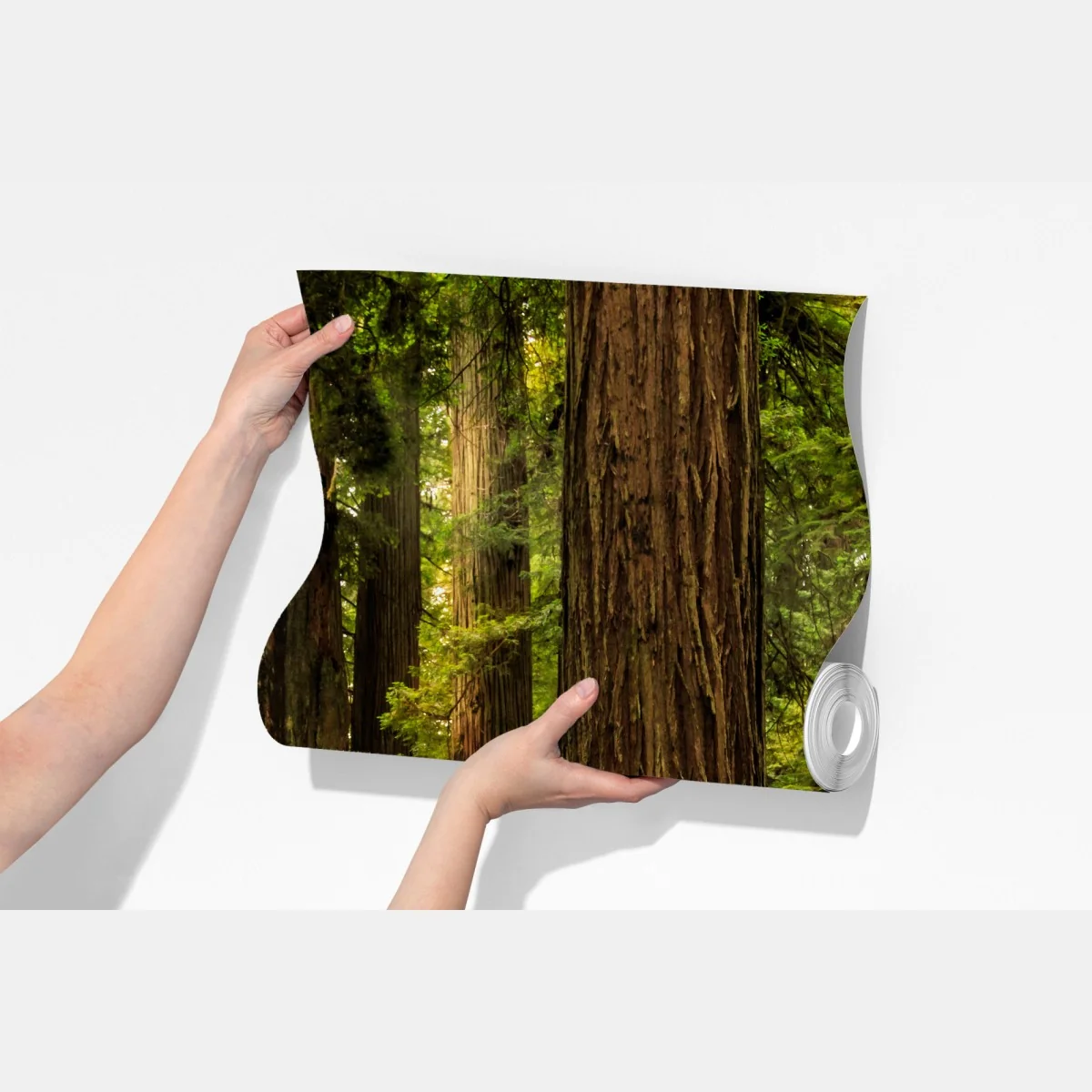 Fototapeta Kalifornia sekwoje leśna ścieżka – Wallissimo® Fototapeta Kalifornia sekwoje leśna ścieżka – Wallissimo®