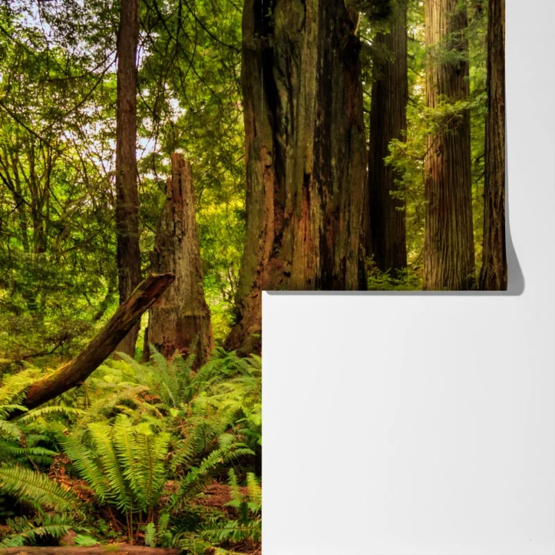 Fototapeta Kalifornia sekwoje leśna ścieżka – Wallissimo® Fototapeta Kalifornia sekwoje leśna ścieżka – Wallissimo®