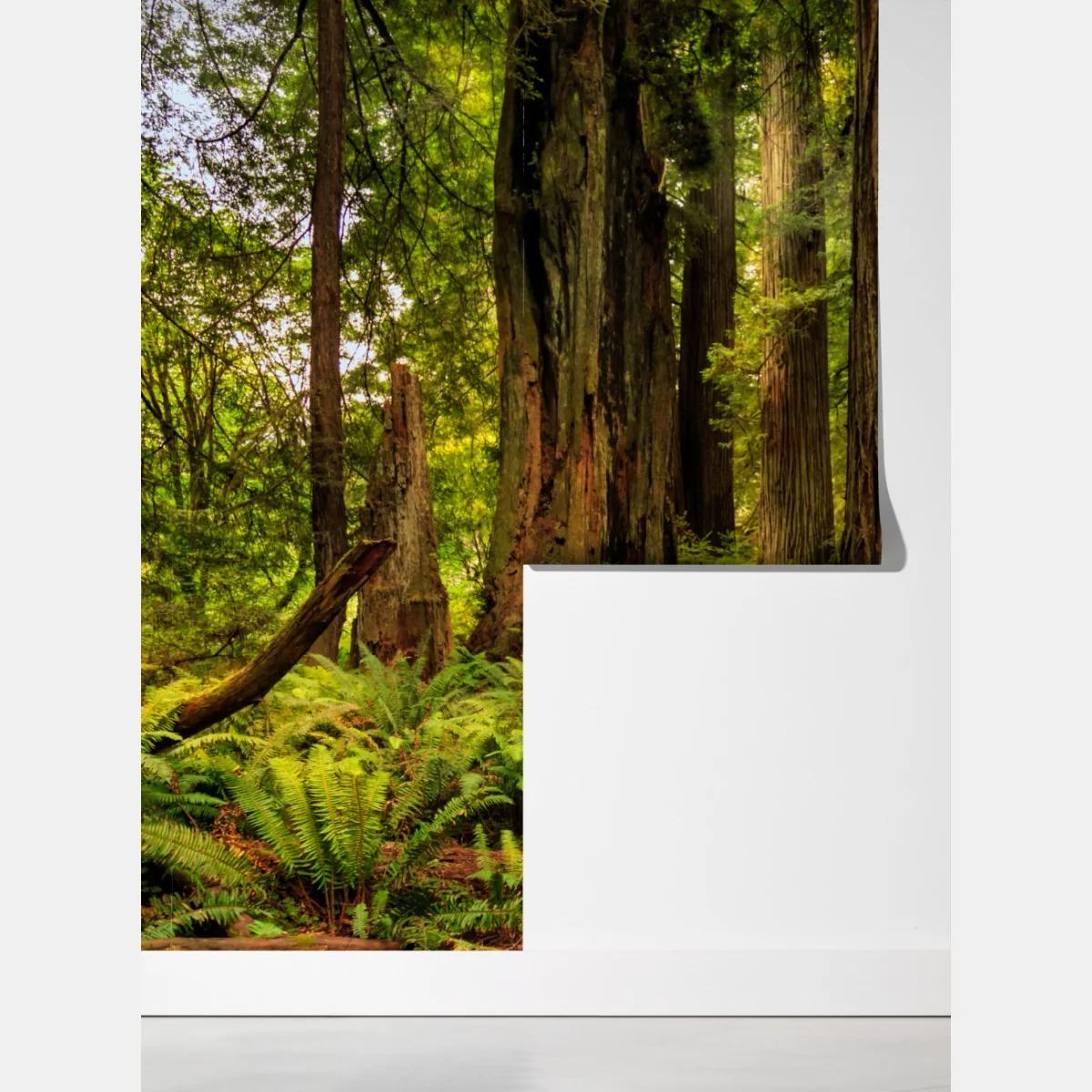 Fototapeta Kalifornia sekwoje leśna ścieżka – Wallissimo® Fototapeta Kalifornia sekwoje leśna ścieżka – Wallissimo®