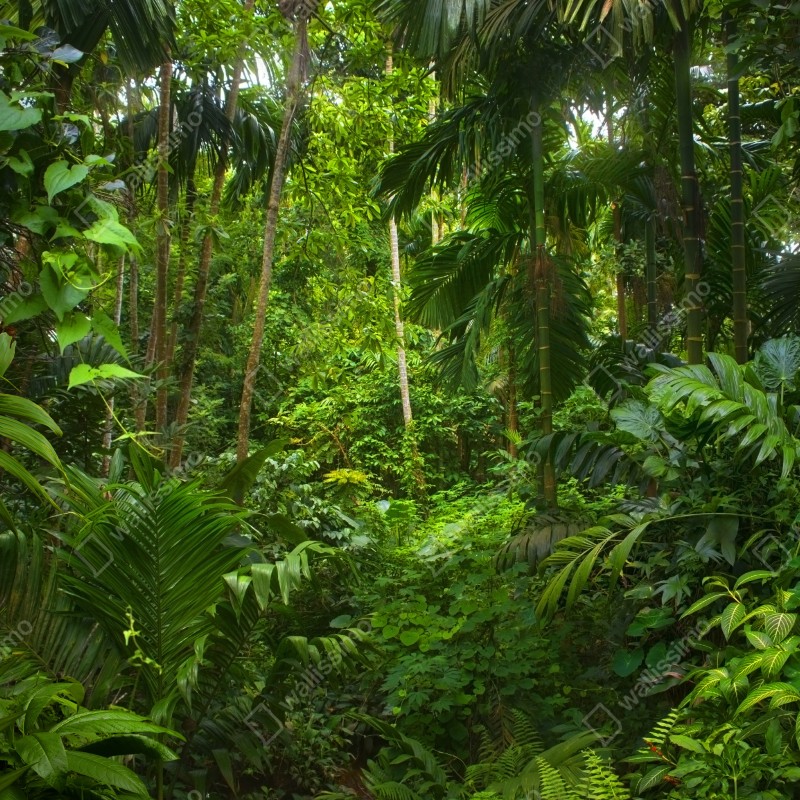 Fototapeta bujna tropikalna dżungla – Wallissimo® Fototapeta bujna tropikalna dżungla – Wallissimo®