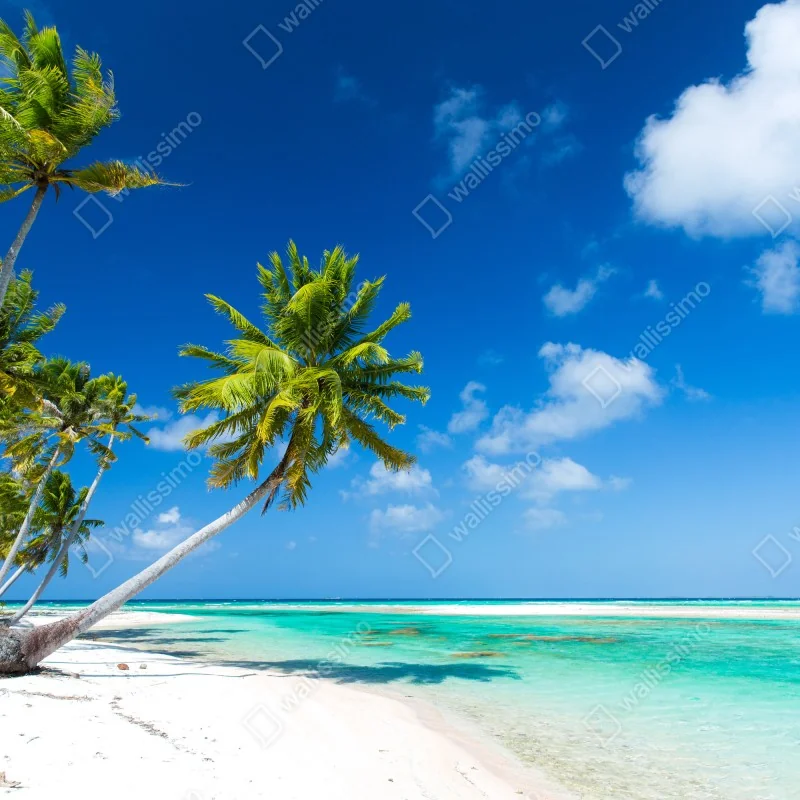 Fototapeta tropikalna plaża z palmami i turkusową wodą – Wallissimo®