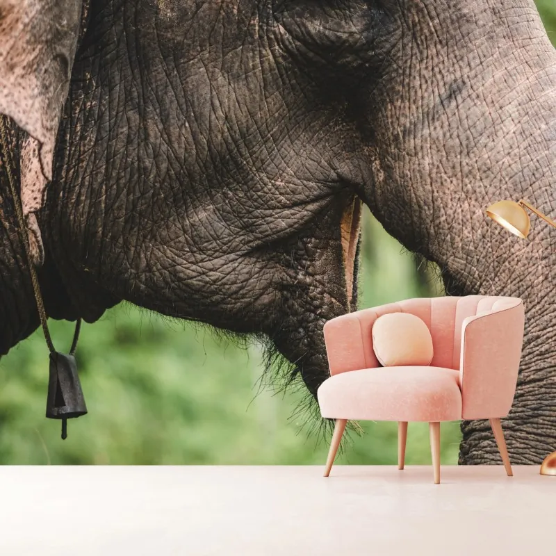 Fototapeta zbliżenie na słonia azjatyckiego