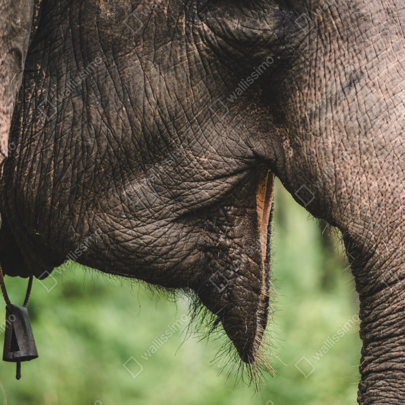 Fototapeta zbliżenie na słonia azjatyckiego – Wallissimo® Fototapeta zbliżenie na słonia azjatyckiego – Wallissimo®