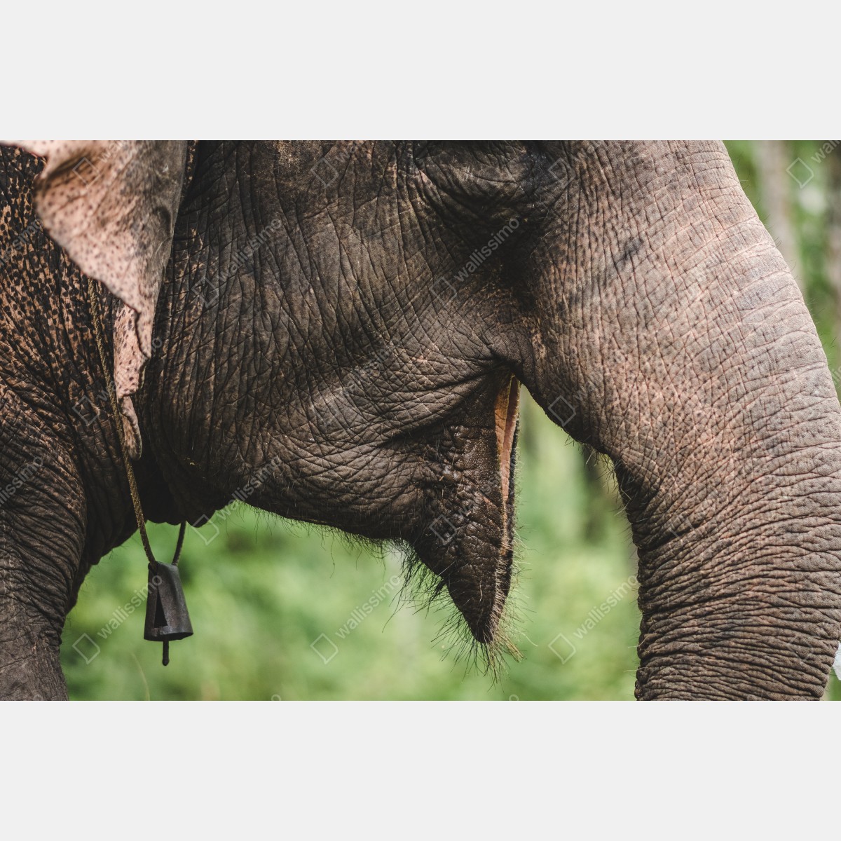 Fototapeta zbliżenie na słonia azjatyckiego – Wallissimo® Fototapeta zbliżenie na słonia azjatyckiego – Wallissimo®