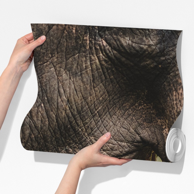 Fototapeta zbliżenie na słonia azjatyckiego – Wallissimo® Fototapeta zbliżenie na słonia azjatyckiego – Wallissimo®