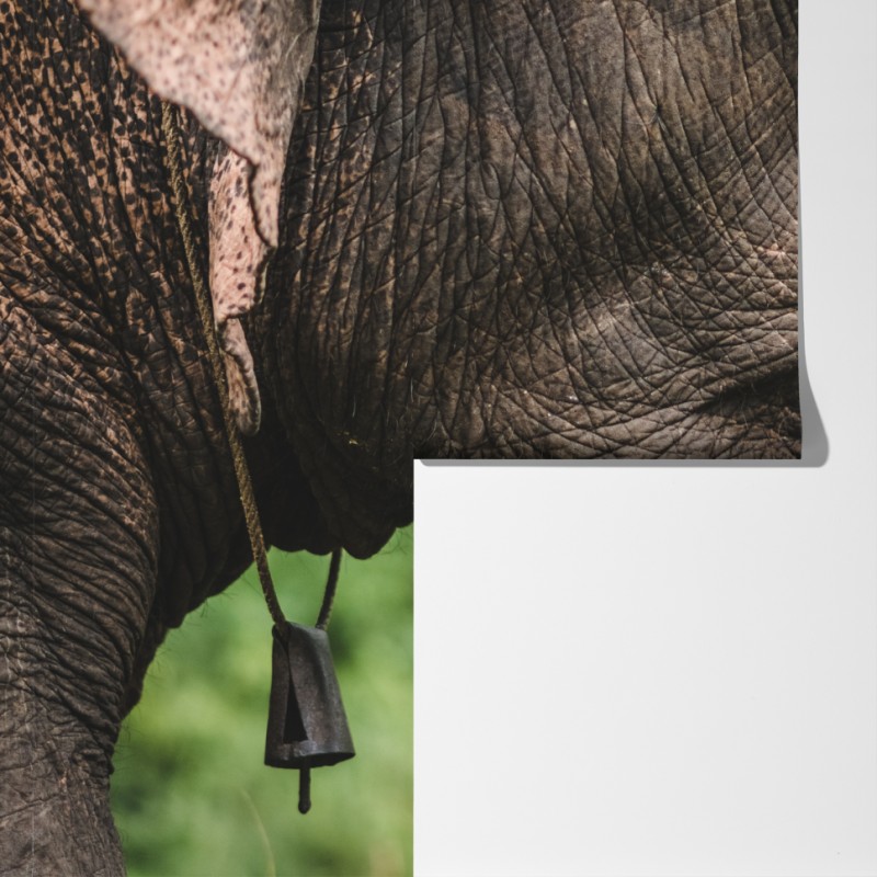 Fototapeta zbliżenie na słonia azjatyckiego – Wallissimo® Fototapeta zbliżenie na słonia azjatyckiego – Wallissimo®