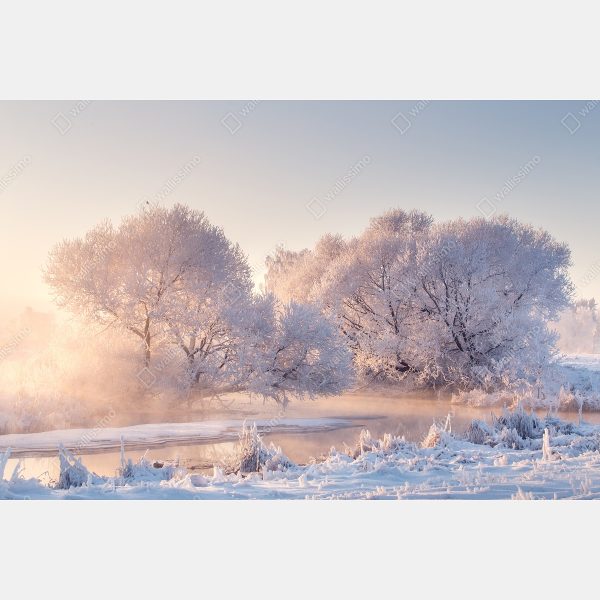 Fototapeta oszronione drzewa o świcie – Wallissimo® Fototapeta oszronione drzewa o świcie – Wallissimo®
