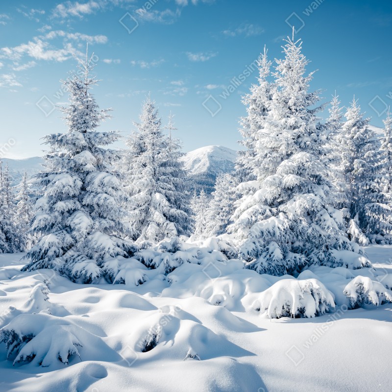 Fototapeta zimowy spokój w Karpatach – Wallissimo® Fototapeta zimowy spokój w Karpatach – Wallissimo®