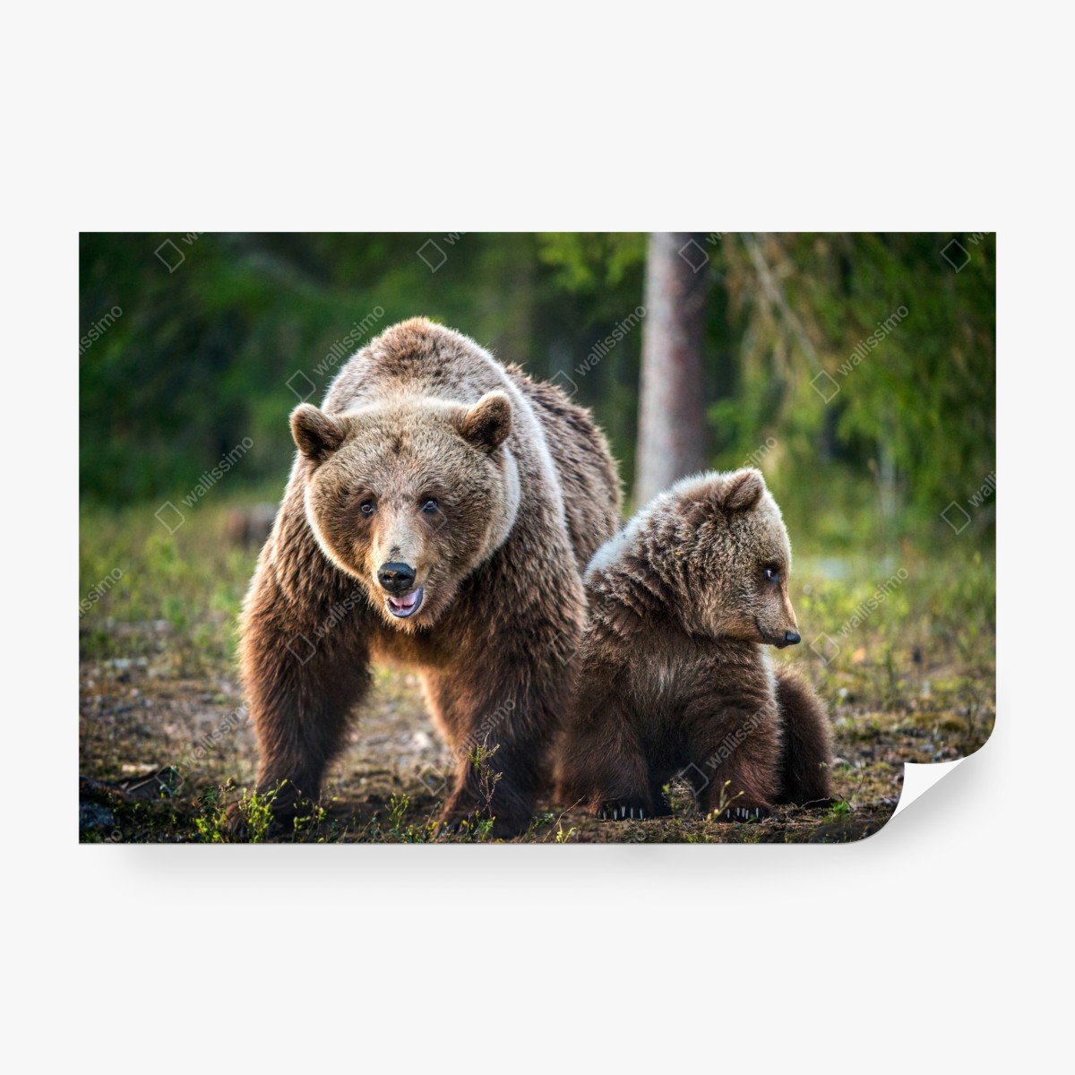 Fototapeta niedźwiedź brunatny z młodym w lesie – Wallissimo® Fototapeta niedźwiedź brunatny z młodym w lesie – Wallissimo®