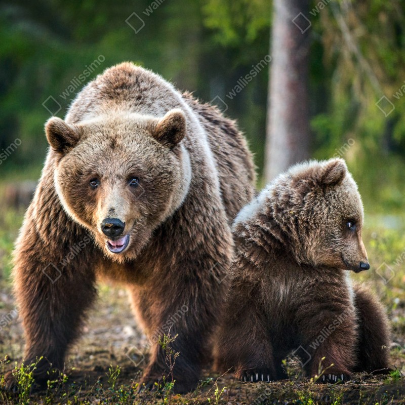 Fototapeta niedźwiedź brunatny z młodym w lesie – Wallissimo® Fototapeta niedźwiedź brunatny z młodym w lesie – Wallissimo®