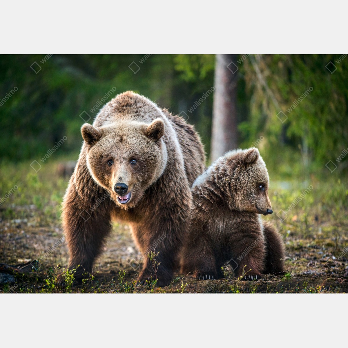 Fototapeta niedźwiedź brunatny z młodym w lesie – Wallissimo® Fototapeta niedźwiedź brunatny z młodym w lesie – Wallissimo®