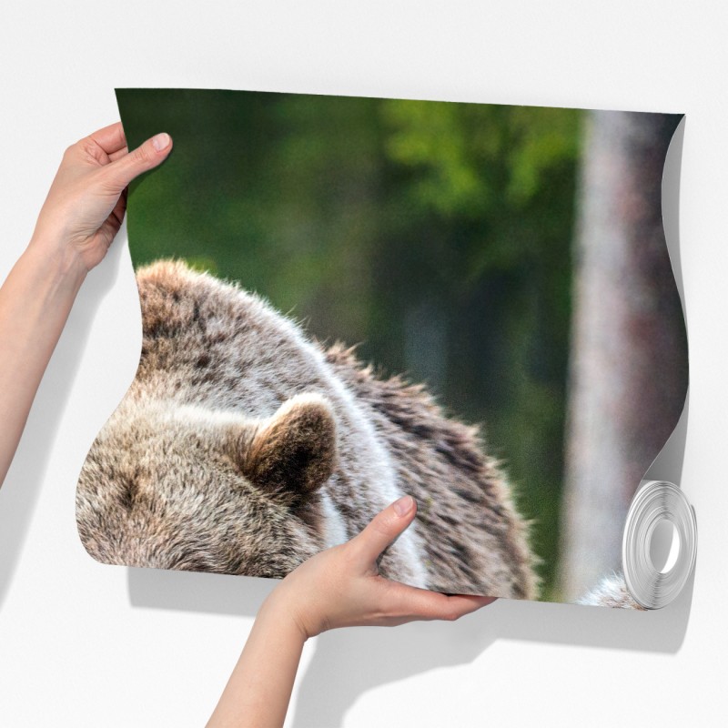 Fototapeta niedźwiedź brunatny z młodym w lesie – Wallissimo® Fototapeta niedźwiedź brunatny z młodym w lesie – Wallissimo®