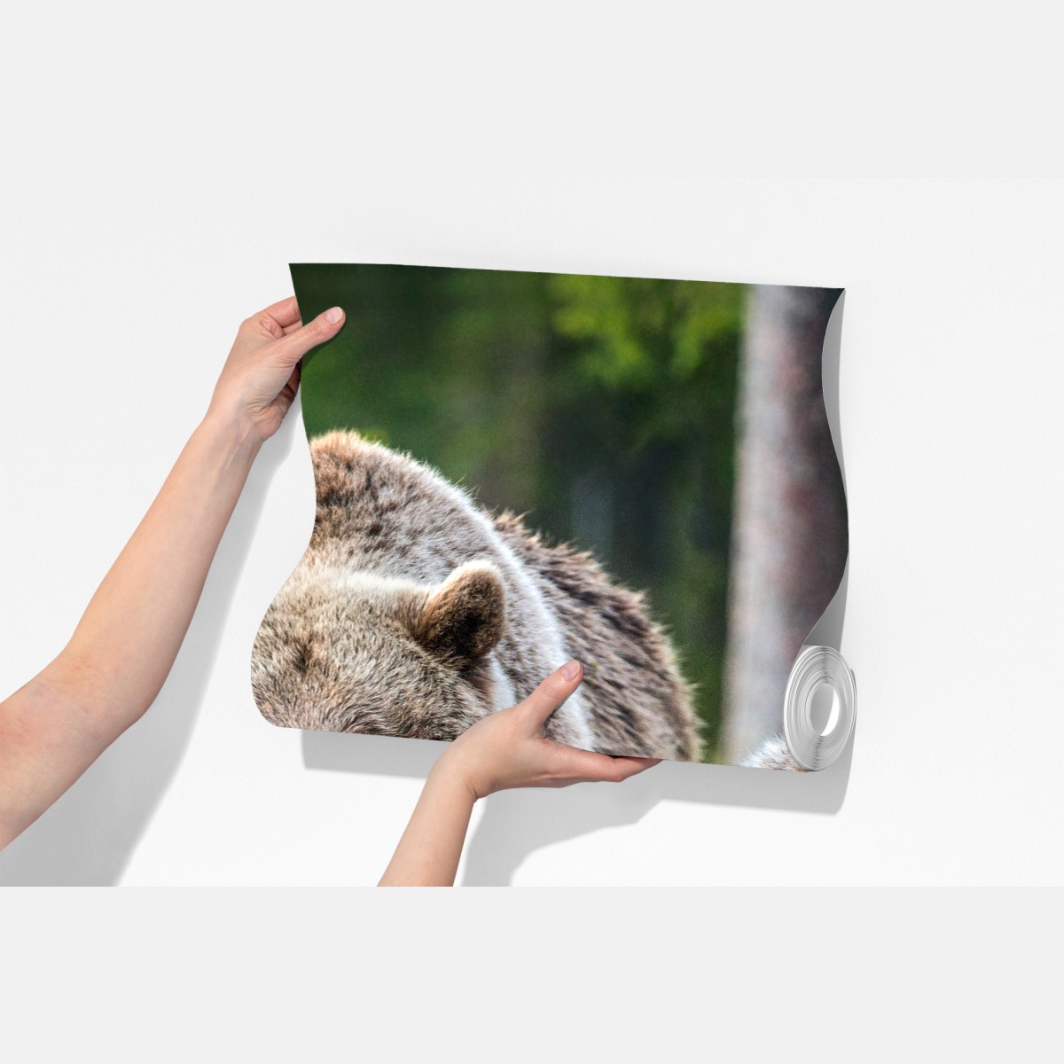 Fototapeta niedźwiedź brunatny z młodym w lesie – Wallissimo® Fototapeta niedźwiedź brunatny z młodym w lesie – Wallissimo®