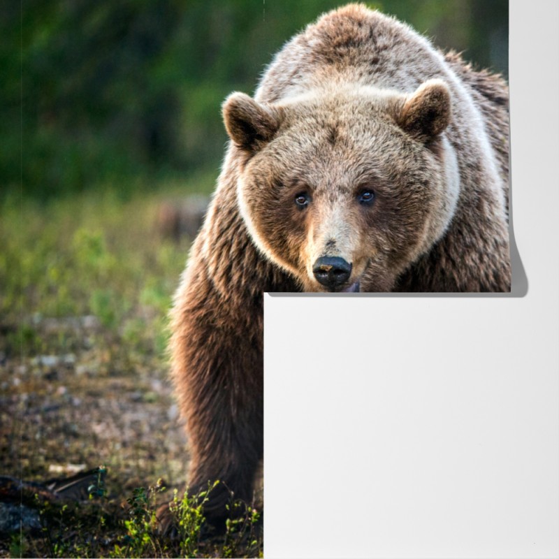 Fototapeta niedźwiedź brunatny z młodym w lesie – Wallissimo® Fototapeta niedźwiedź brunatny z młodym w lesie – Wallissimo®