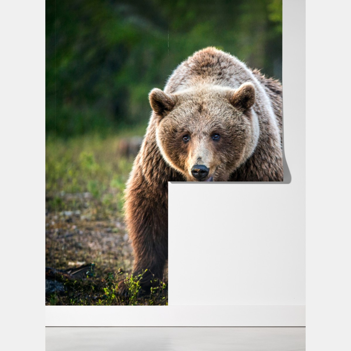 Fototapeta niedźwiedź brunatny z młodym w lesie – Wallissimo® Fototapeta niedźwiedź brunatny z młodym w lesie – Wallissimo®