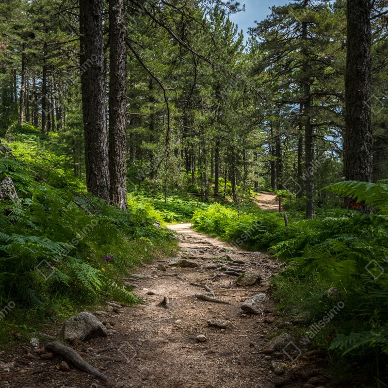 Fototapeta spokojna ścieżka leśna wśród bujnej zieleni – Wallissimo® Fototapeta spokojna ścieżka leśna wśród bujnej zieleni – Wallissimo®