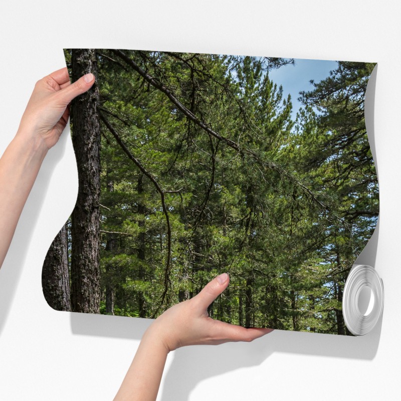 Fototapeta spokojna ścieżka leśna wśród bujnej zieleni – Wallissimo® Fototapeta spokojna ścieżka leśna wśród bujnej zieleni – Wallissimo®