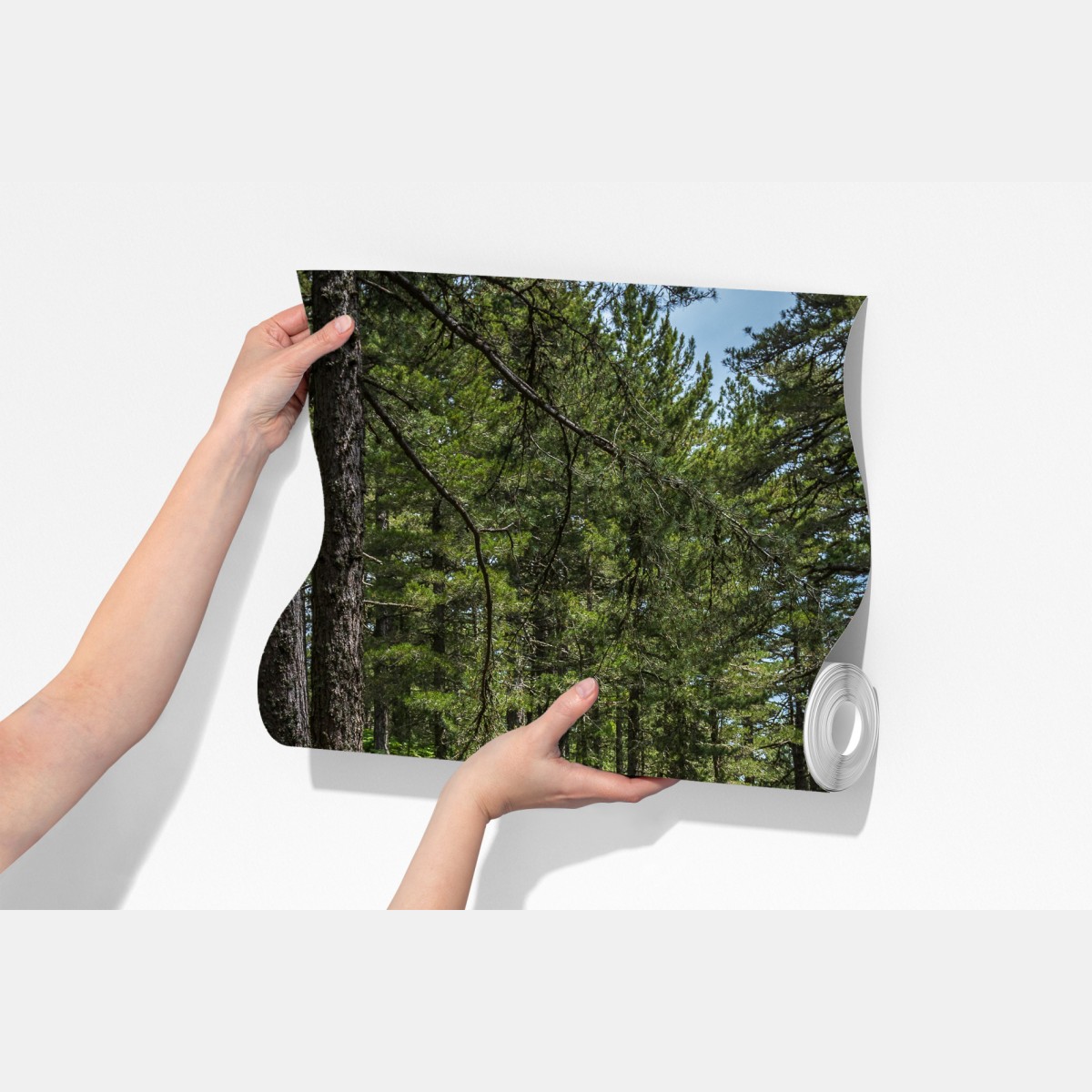 Fototapeta spokojna ścieżka leśna wśród bujnej zieleni – Wallissimo® Fototapeta spokojna ścieżka leśna wśród bujnej zieleni – Wallissimo®