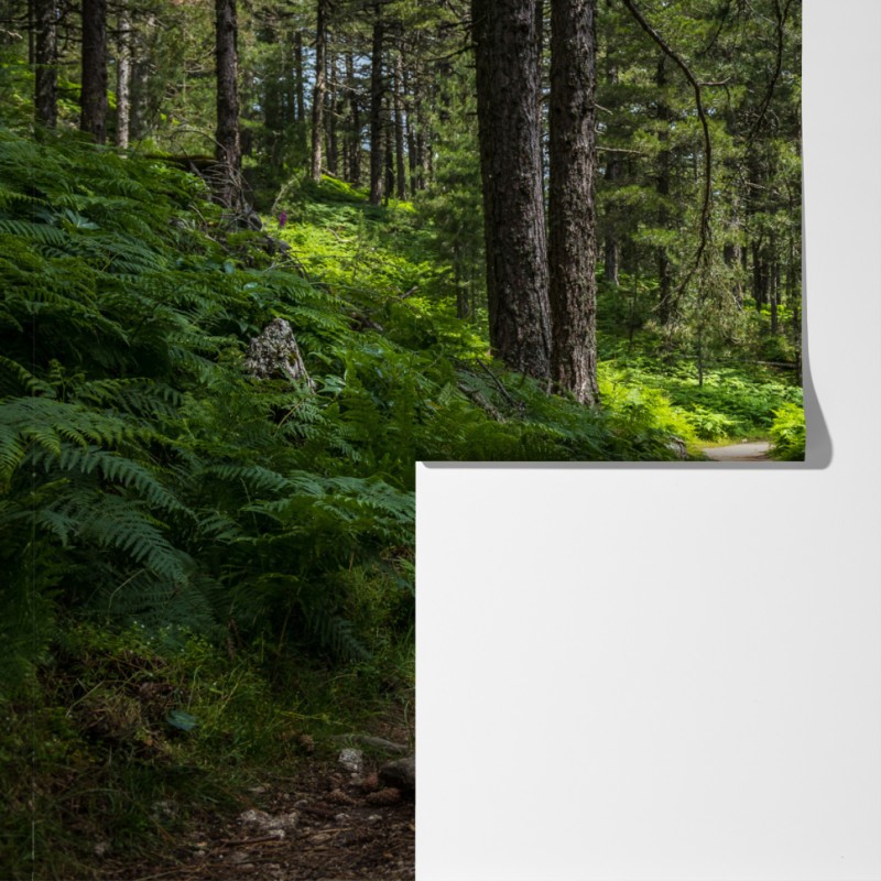 Fototapeta spokojna ścieżka leśna wśród bujnej zieleni – Wallissimo® Fototapeta spokojna ścieżka leśna wśród bujnej zieleni – Wallissimo®