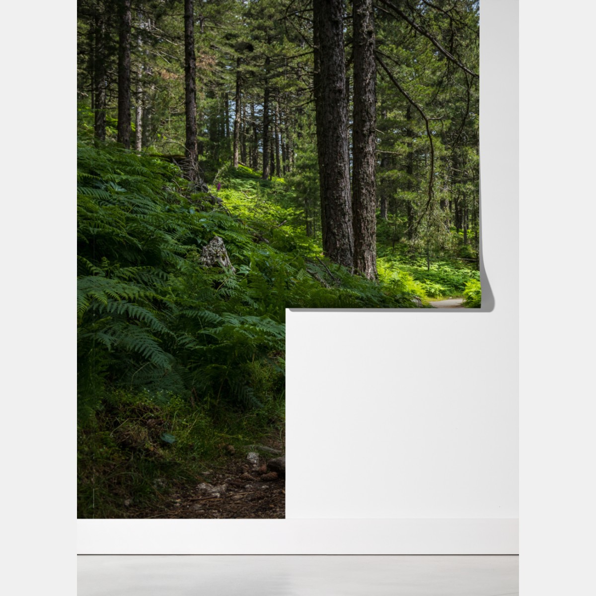 Fototapeta spokojna ścieżka leśna wśród bujnej zieleni – Wallissimo® Fototapeta spokojna ścieżka leśna wśród bujnej zieleni – Wallissimo®