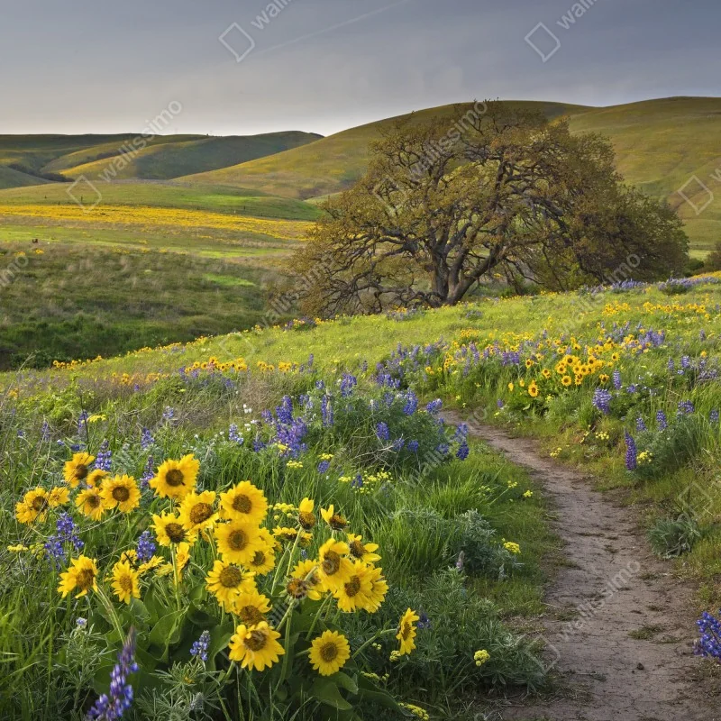 Fototapeta ścieżka przez złotą łąkę z dzikimi kwiatami – Wallissimo® Fototapeta ścieżka przez złotą łąkę z dzikimi kwiatami – Wallissimo®