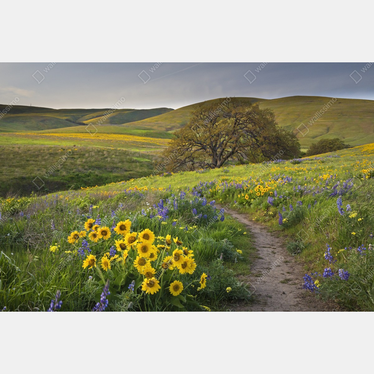 Fototapeta ścieżka przez złotą łąkę z dzikimi kwiatami – Wallissimo® Fototapeta ścieżka przez złotą łąkę z dzikimi kwiatami – Wallissimo®